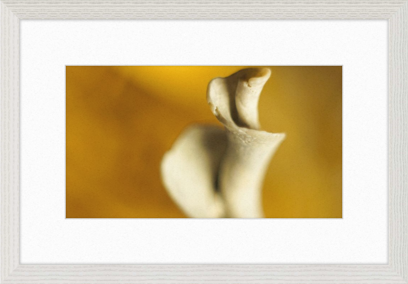 Shell CA2818