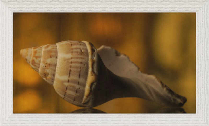 Shell CA3038