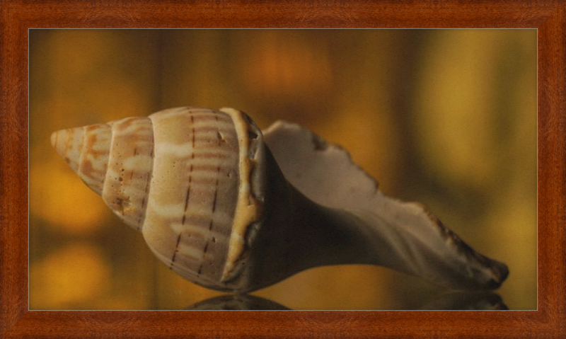 Shell CA3038
