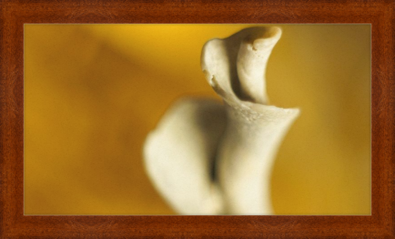 Shell CA2818