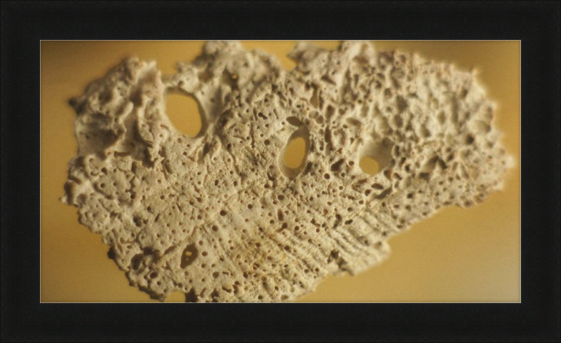 Shell CA2939