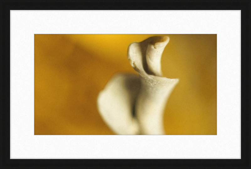 Shell CA2818