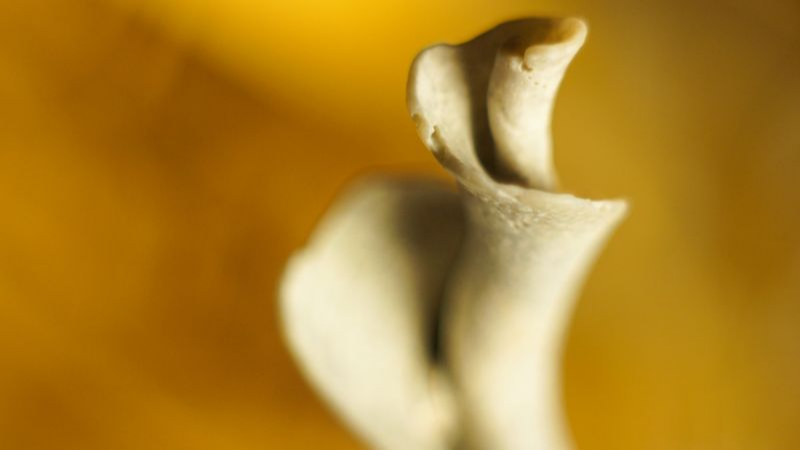 Shell CA2818