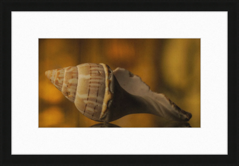 Shell CA3038