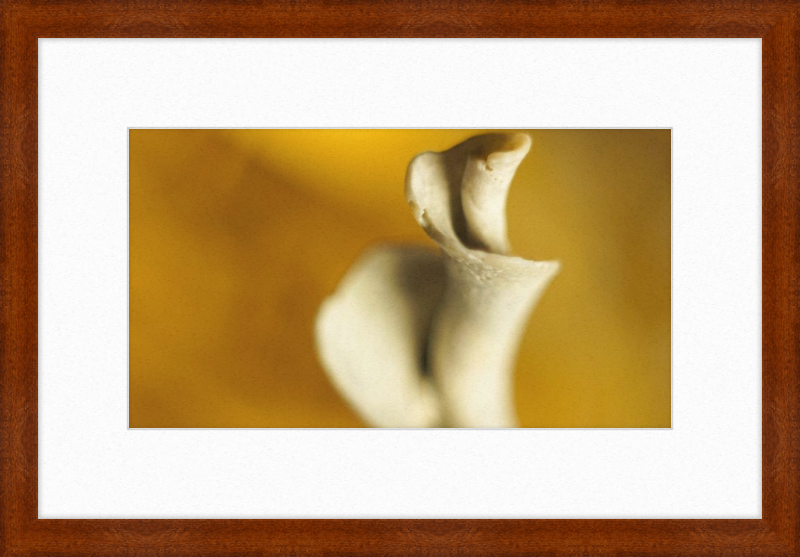 Shell CA2818