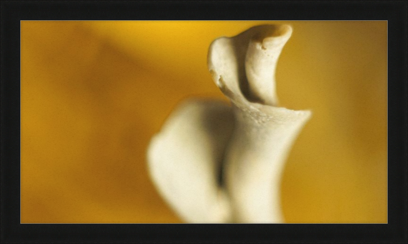 Shell CA2818