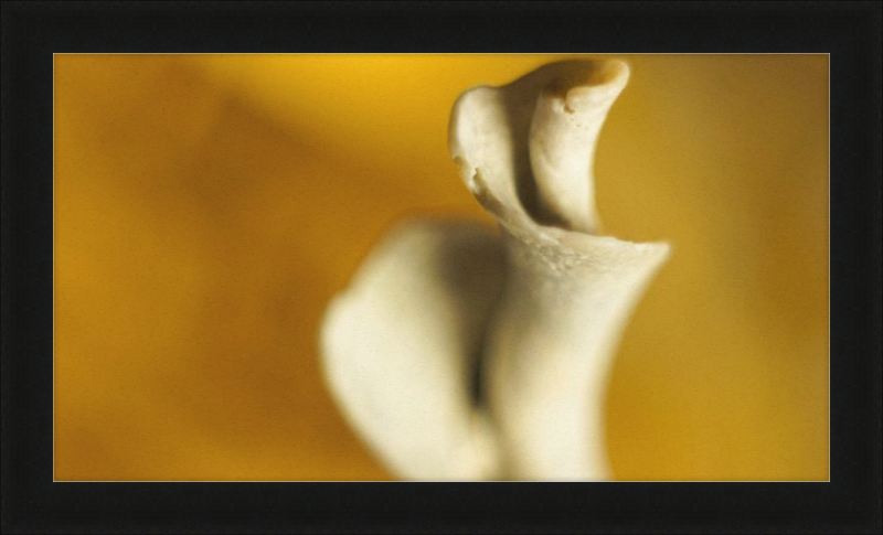 Shell CA2818