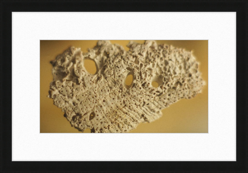 Shell CA2939