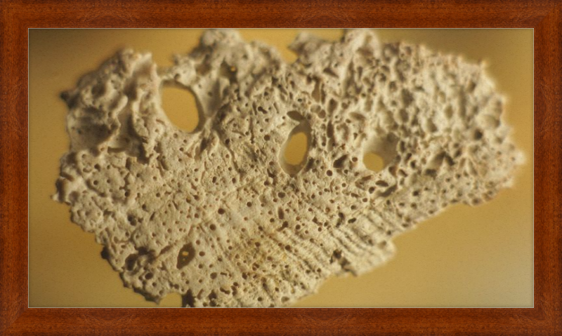 Shell CA2939
