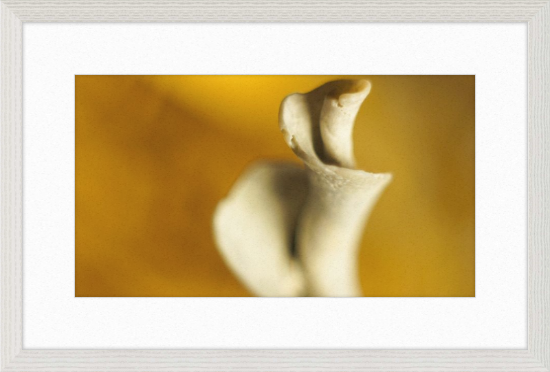 Shell CA2818