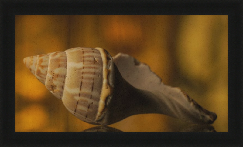 Shell CA3038