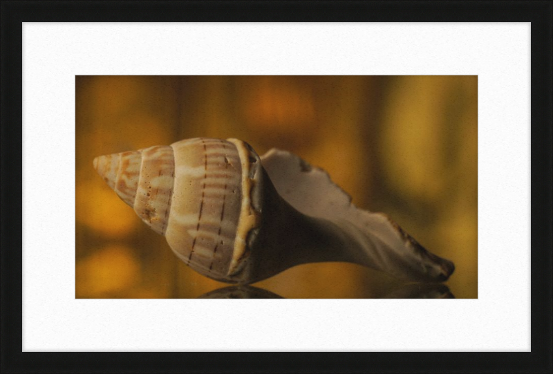 Shell CA3038