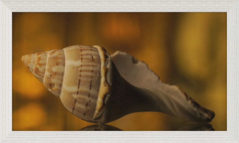 Shell CA3038