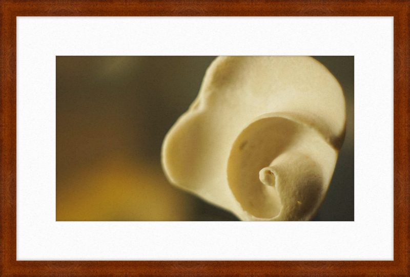 Shell CA3049