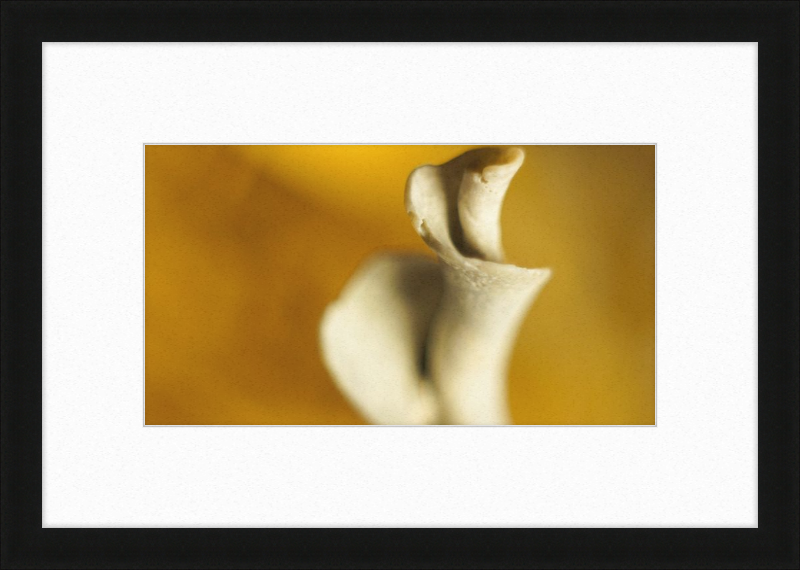 Shell CA2818