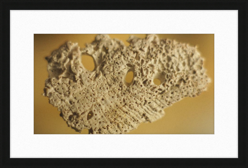 Shell CA2939