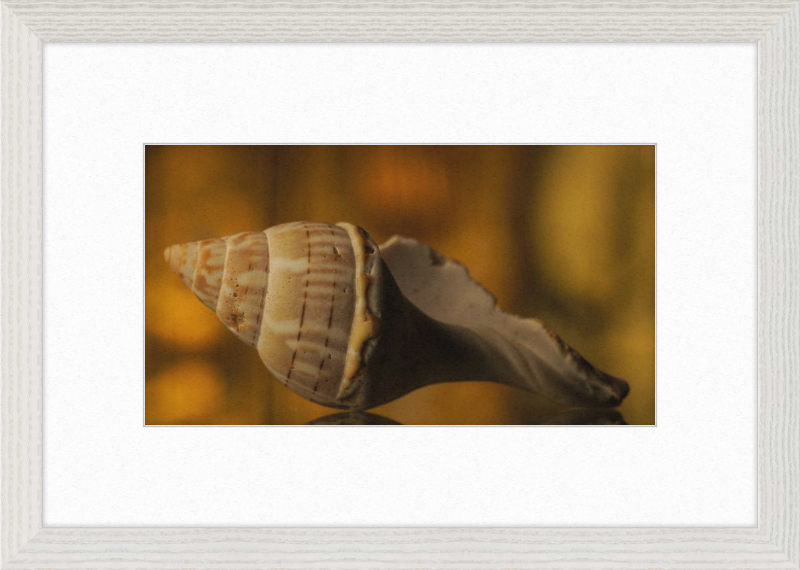 Shell CA3038