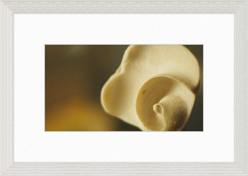 Shell CA3049