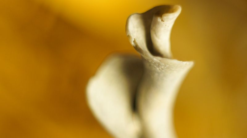 Shell CA2818