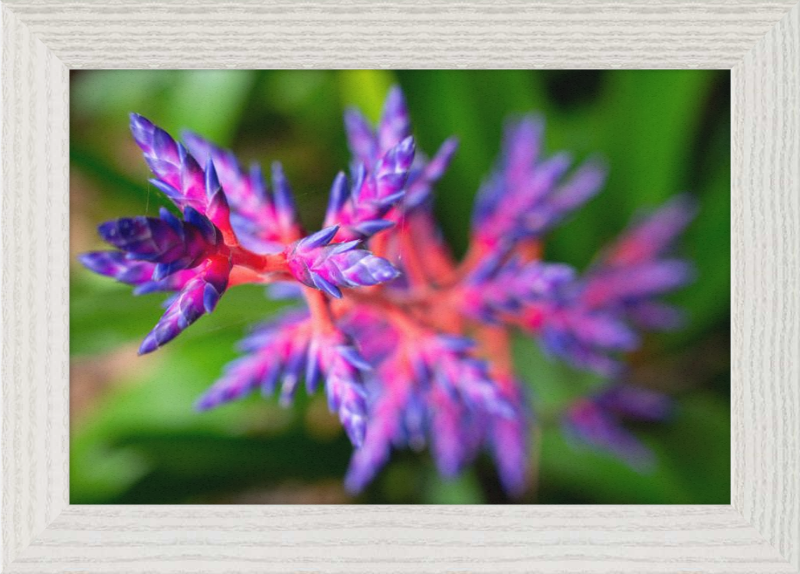 South Florida beauty 2
