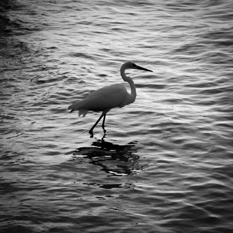 Sunset Key Egret