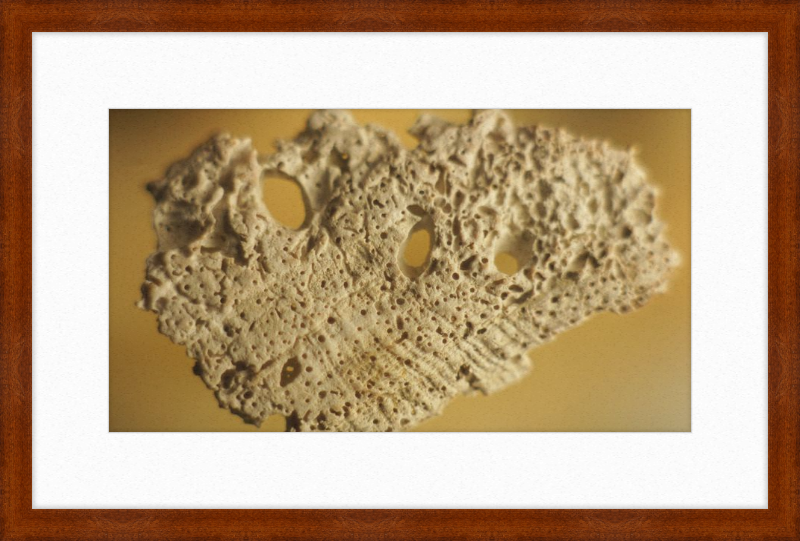 Shell CA2939