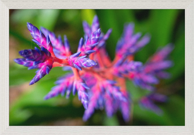 South Florida beauty 2