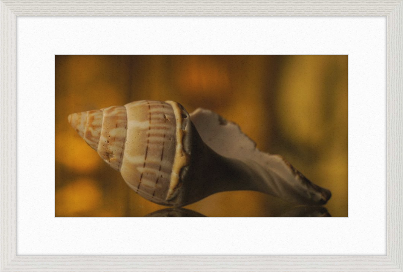 Shell CA3038