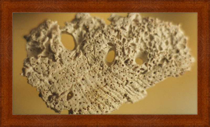 Shell CA2939