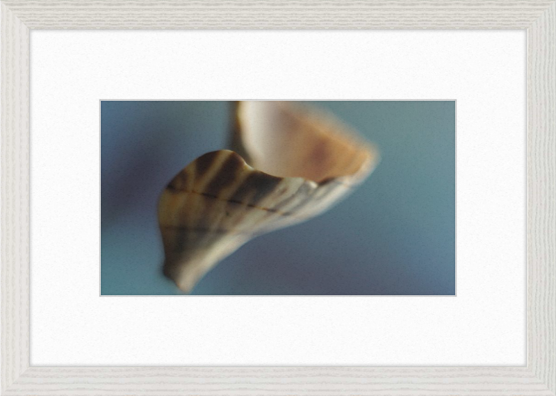 Shell CA2717