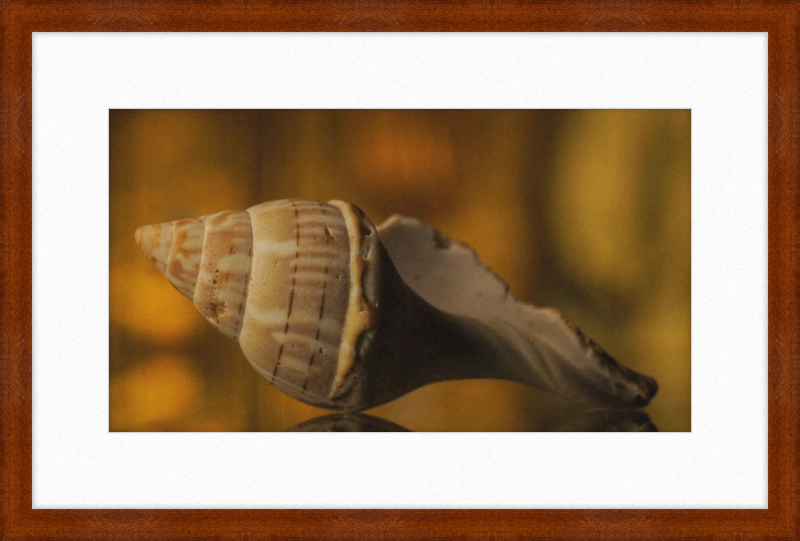 Shell CA3038