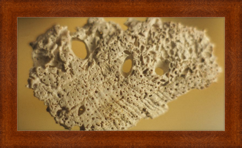 Shell CA2939