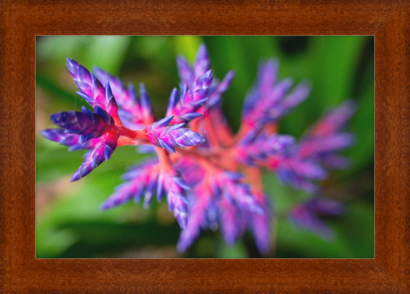 South Florida beauty 2