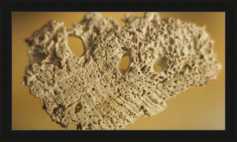Shell CA2939