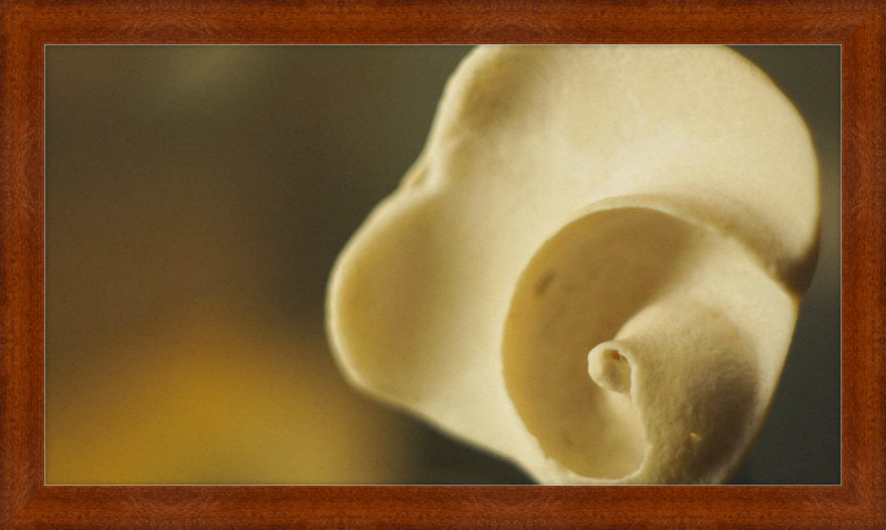 Shell CA3049
