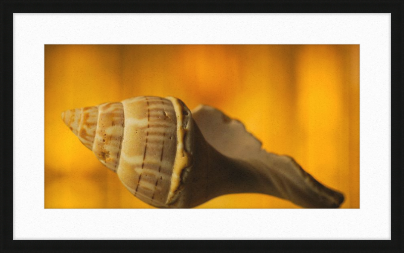 Golden Whelk