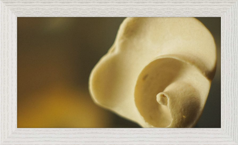 Shell CA3049