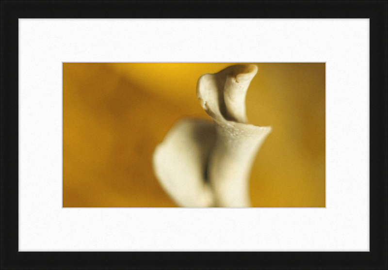 Shell CA2818