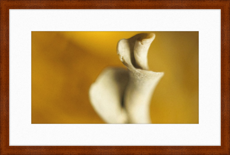 Shell CA2818