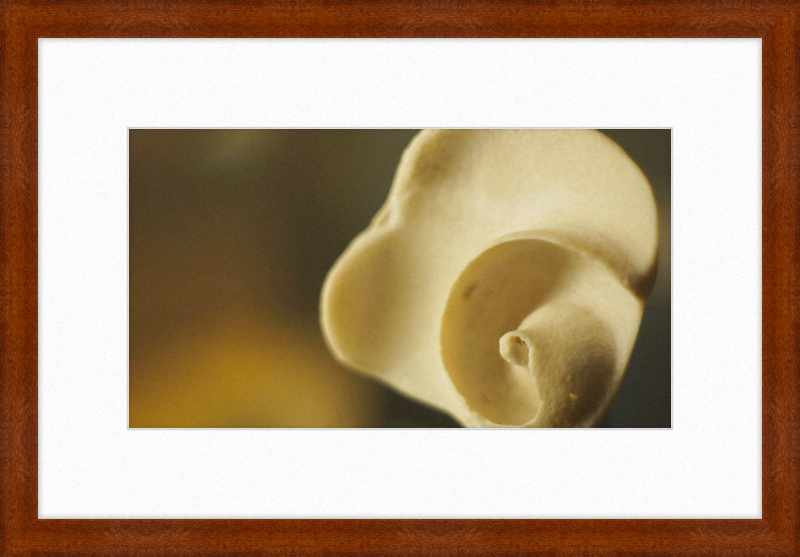 Shell CA3049