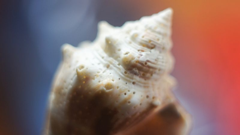 Shell CA2633