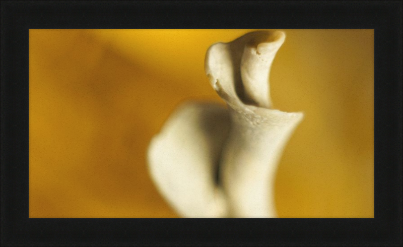 Shell CA2818