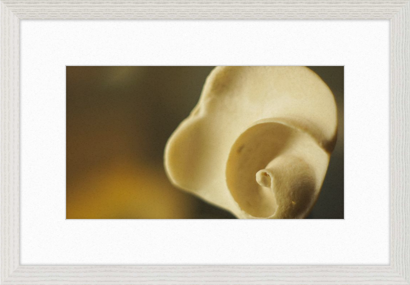 Shell CA3049