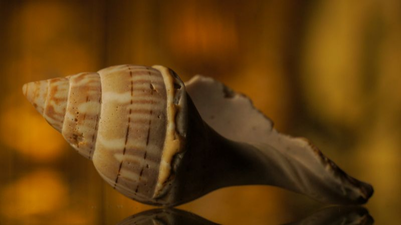 Shell CA3038