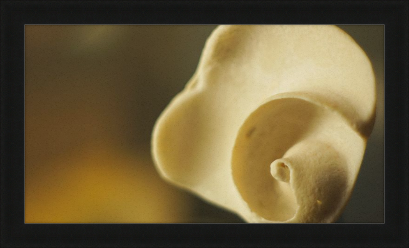 Shell CA3049