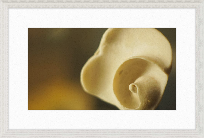 Shell CA3049