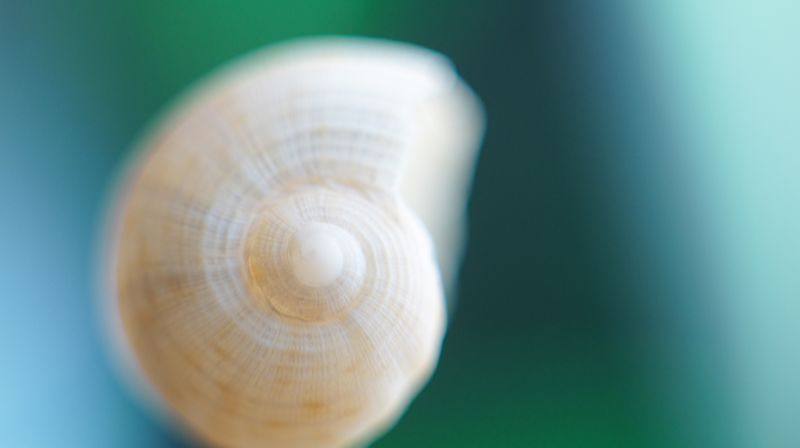 Experimenting with vintage camera lenses