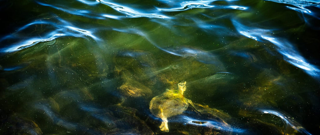 Comfortable in our own shell.