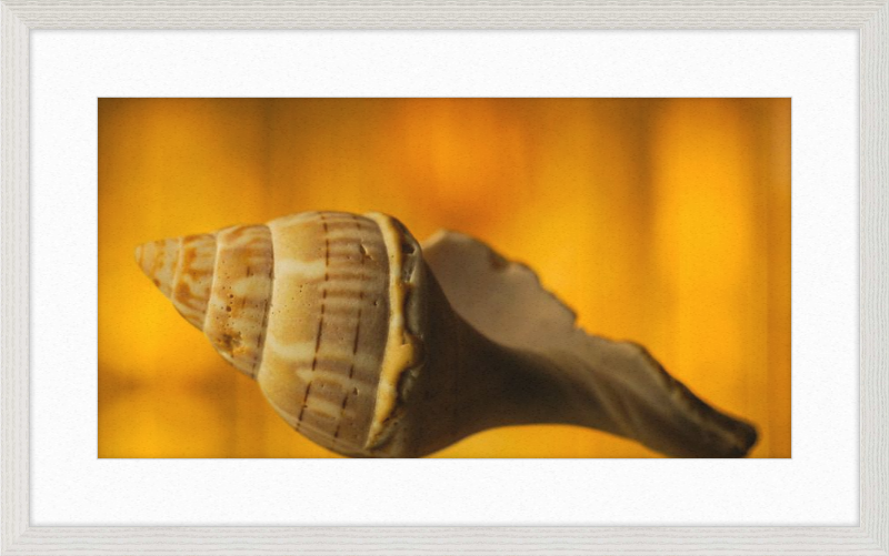 Golden Whelk