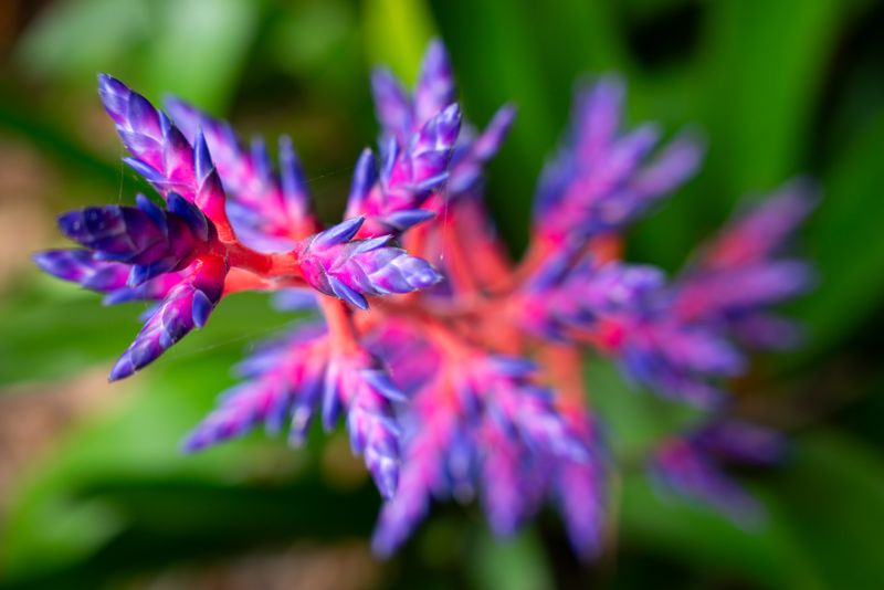 South Florida Beauty 2